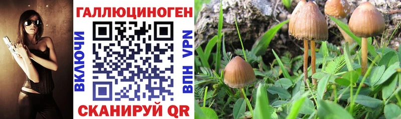 Псилоцибиновые грибы Psilocybe  KRAKEN зеркало  Скопин 